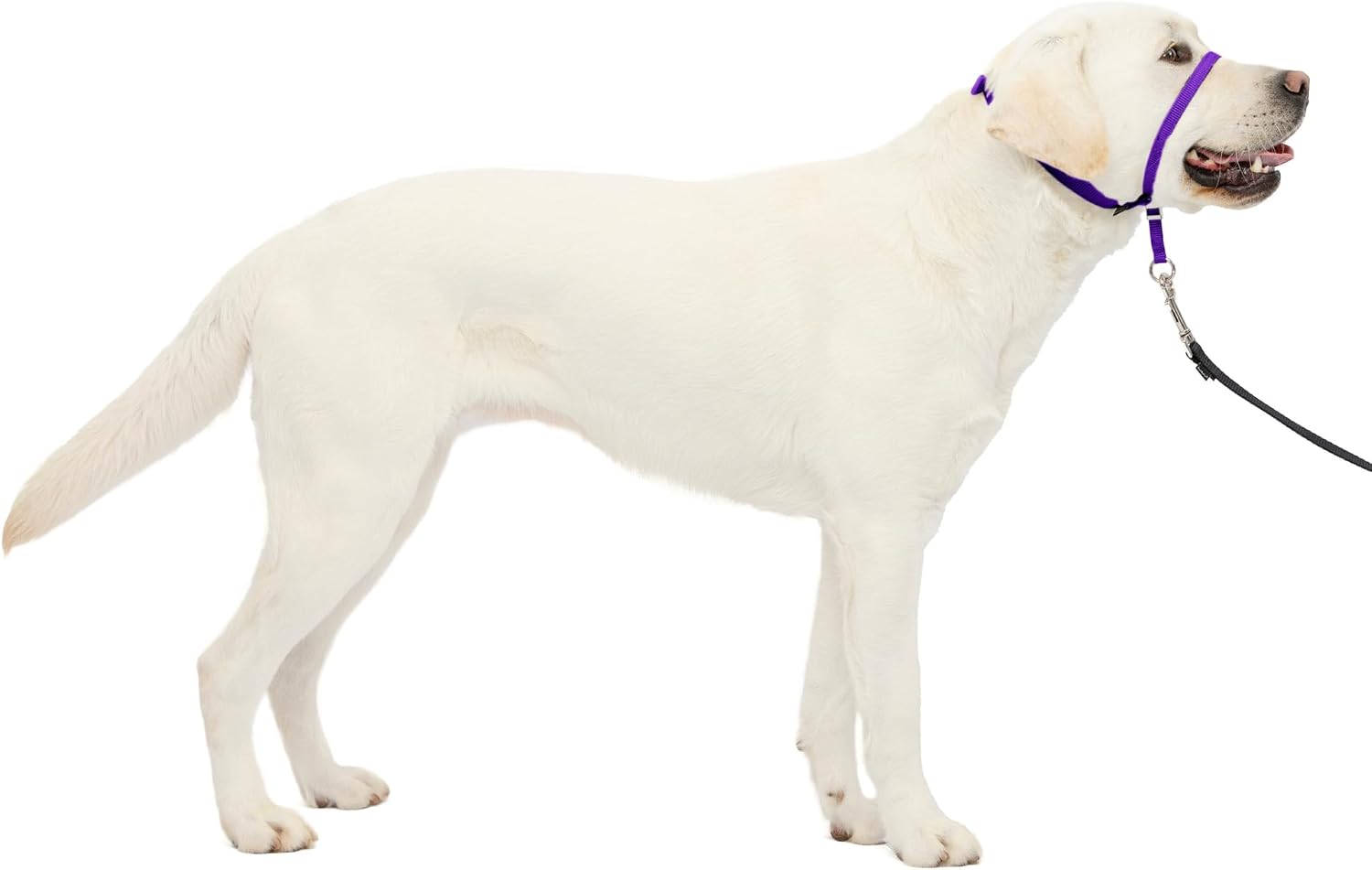 PetSafe Gentle Leader Headcollar